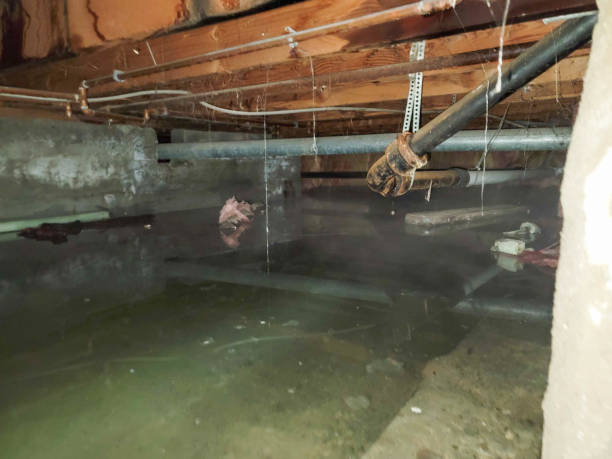 Best Flood damage cleanup  in Claypool, AZ
